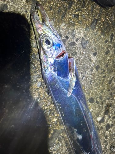 タチウオの釣果