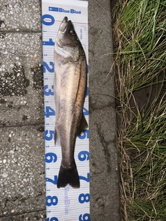 スズキの釣果