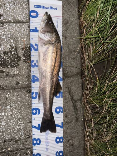 スズキの釣果