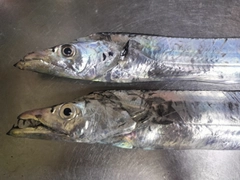 タチウオの釣果