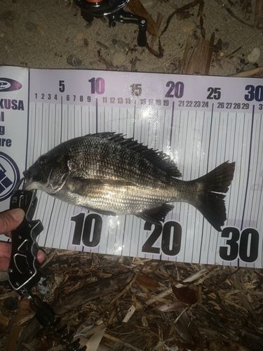 チヌの釣果