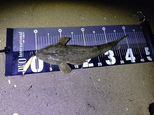 マゴチの釣果