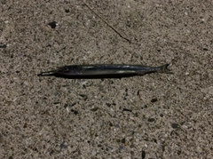 サヨリの釣果