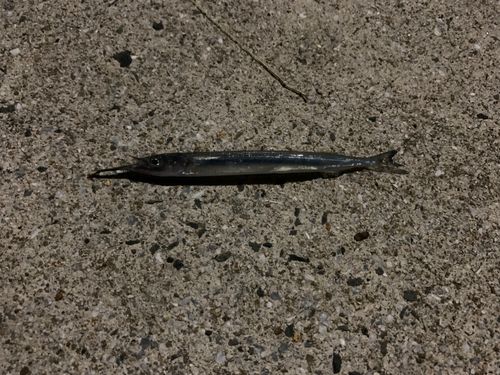 サヨリの釣果