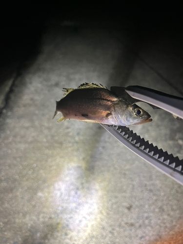 セイゴ（マルスズキ）の釣果