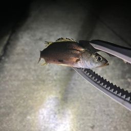 セイゴ（マルスズキ）