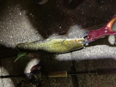マナマズの釣果