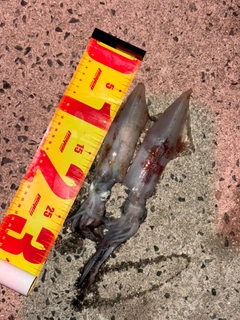 ケンサキイカの釣果