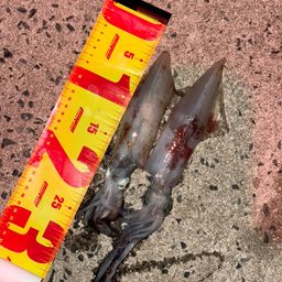 ケンサキイカ