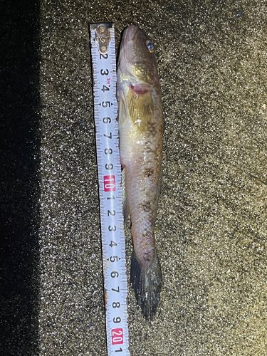 ハゼの釣果