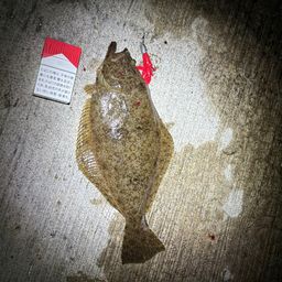 ヒラメ