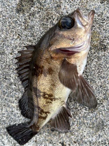 メバルの釣果