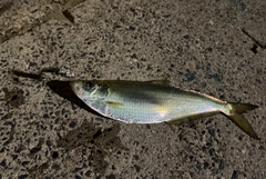 ヒラの釣果