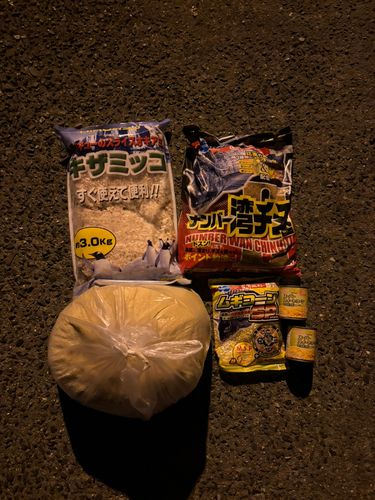 ボラの釣果
