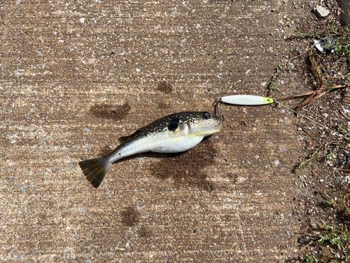 フグの釣果