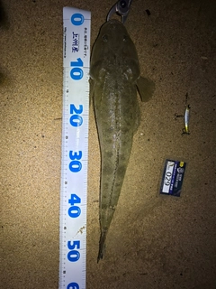 マゴチの釣果