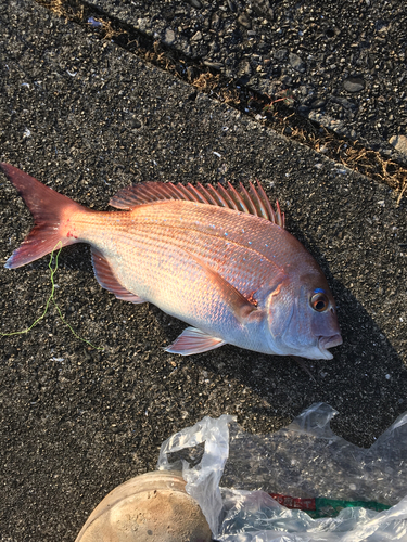 マダイの釣果