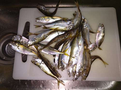 アジの釣果