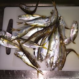 アジ