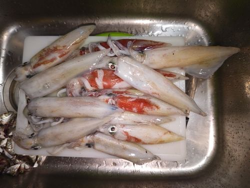 ケンサキイカの釣果
