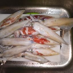 ケンサキイカ
