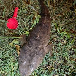 マゴチ