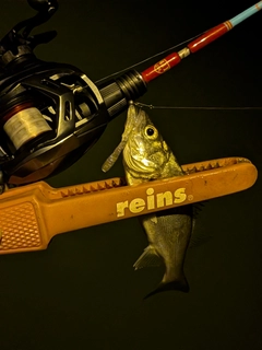 セイゴ（マルスズキ）の釣果