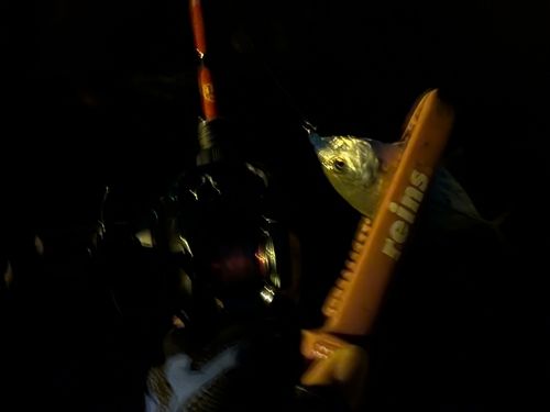 メッキの釣果