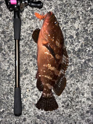 キジハタの釣果