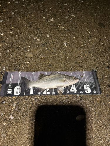 ヒラスズキの釣果