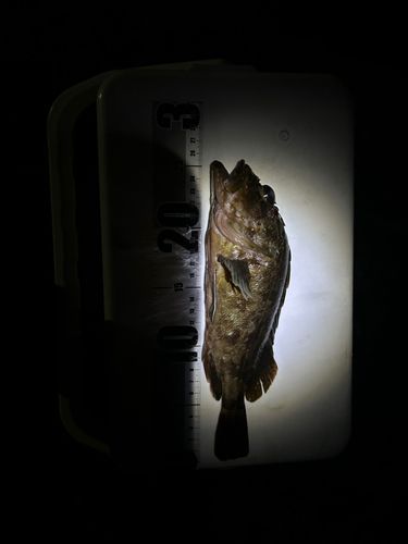 カサゴの釣果