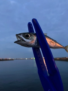 サバの釣果