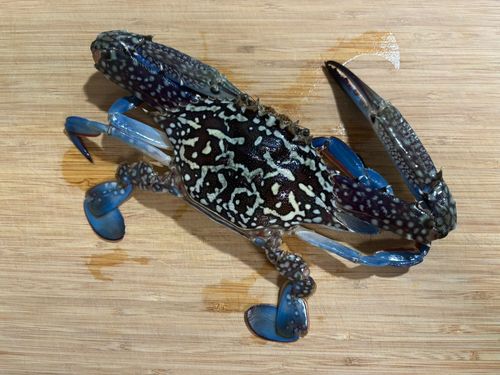 タイワンガザミの釣果