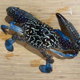 タイワンガザミ