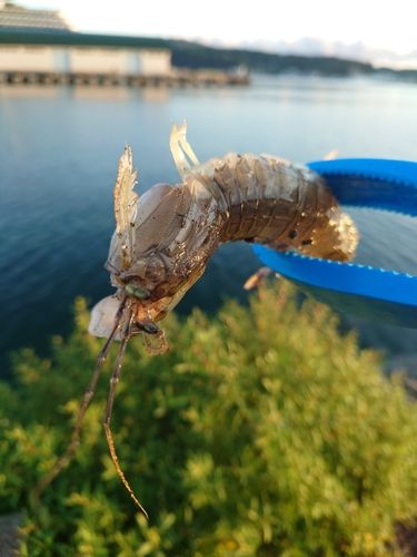 シャコの釣果