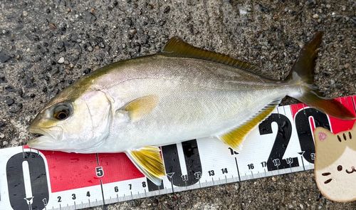 カンパチの釣果