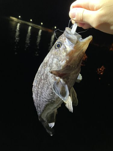 クロソイの釣果