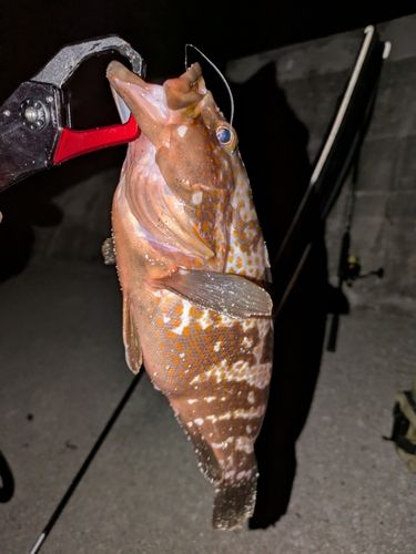 キジハタの釣果