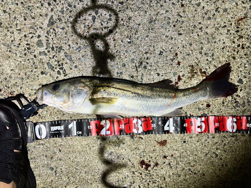 スズキの釣果