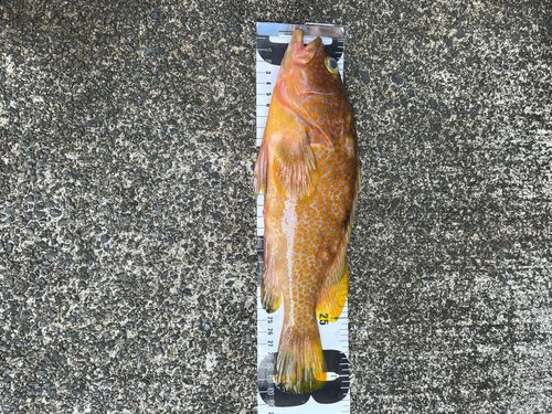 キジハタの釣果