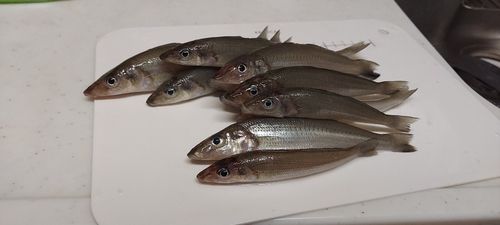シロギスの釣果