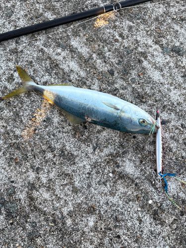 イナダの釣果
