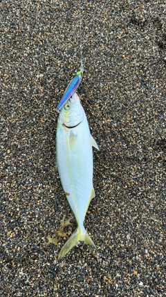 ワカシの釣果