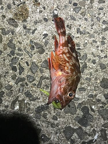 カサゴの釣果