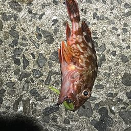 カサゴ