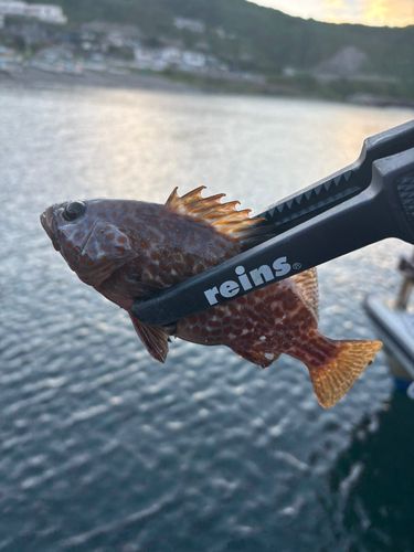 釣果