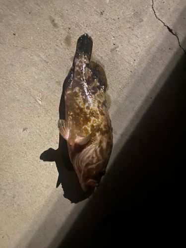 アコウの釣果