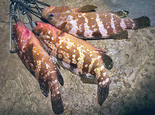 キジハタの釣果