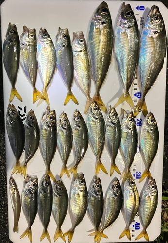 アジの釣果