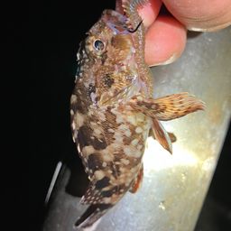 カサゴ